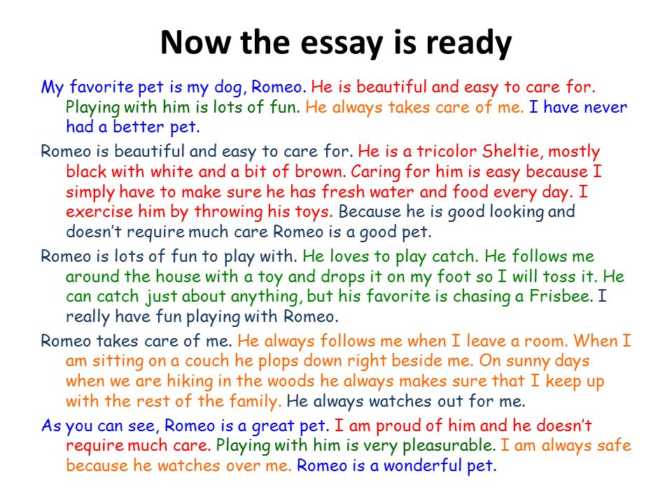 Essay writing pets